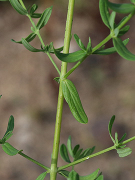 Hypericum perforatum