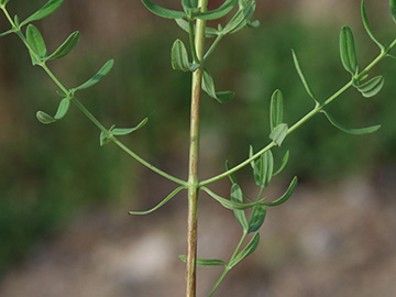 Hypericum perforatum