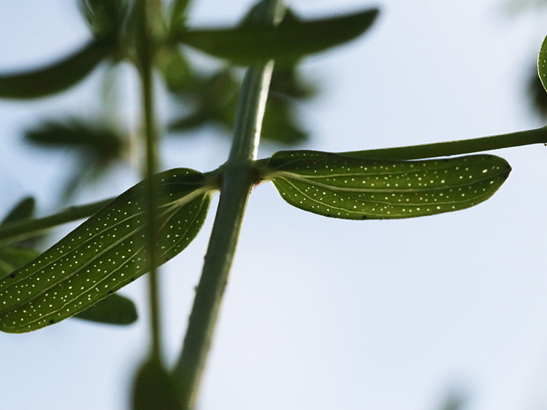 Hypericum perforatum