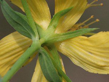 Hypericum perforatum