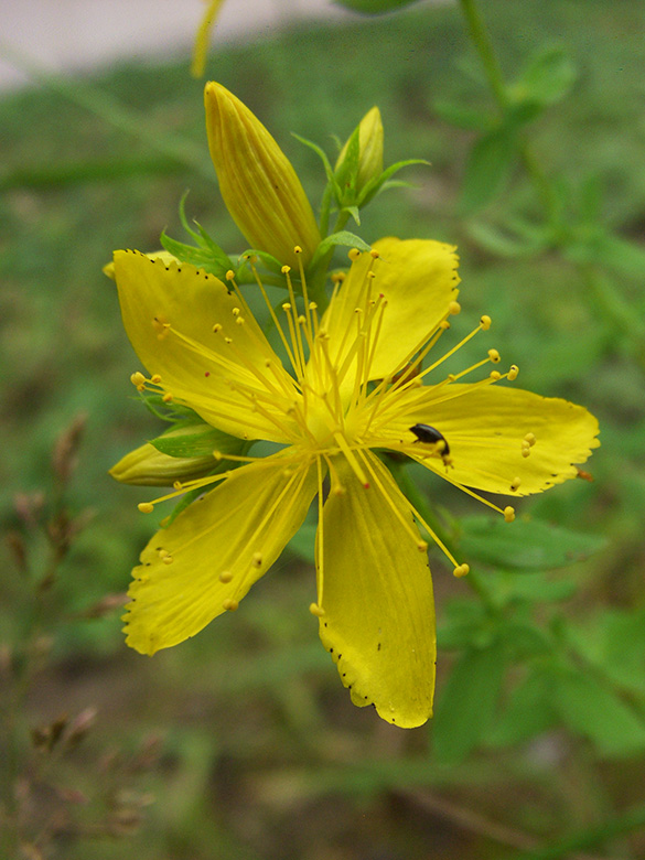 Hypericum perforatum