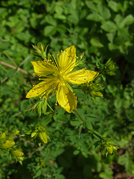 Hypericum perforatum