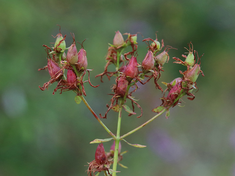 Hypericum perforatum