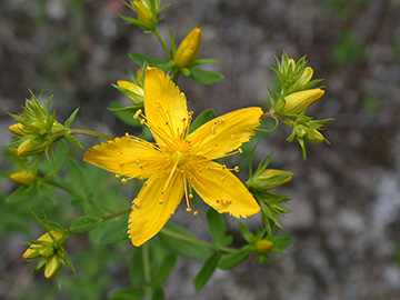 Hypericum perforatum
