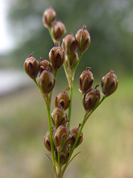 Juncus compressus