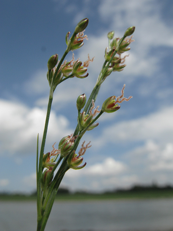 Juncus compressus