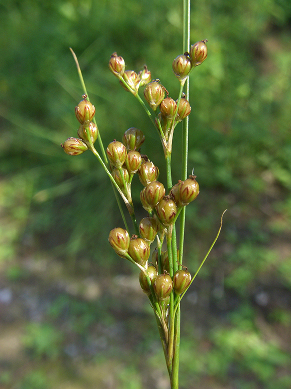 Juncus compressus