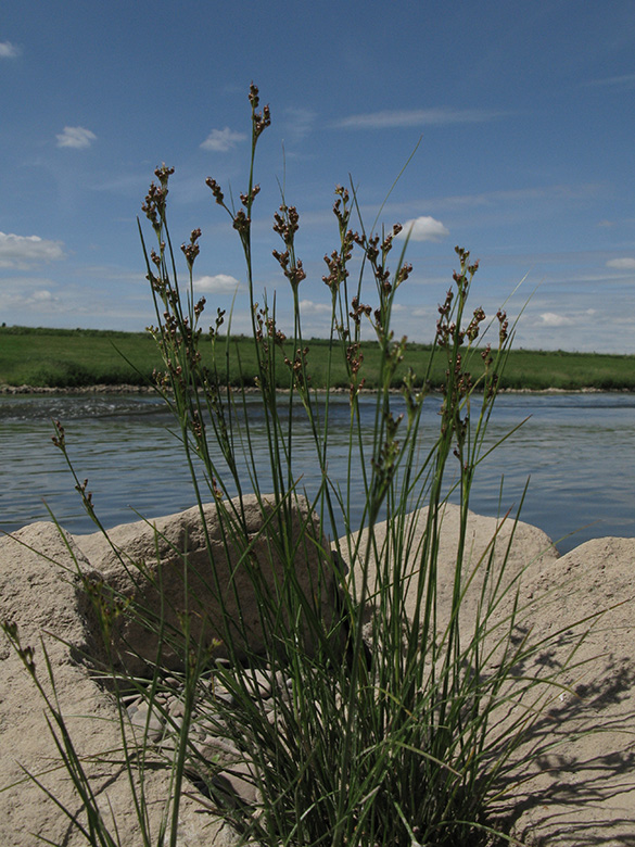 Juncus compressus