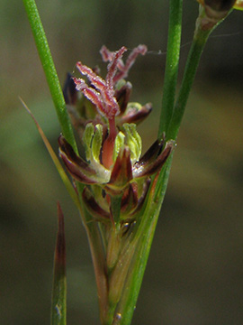 Juncus gerardii
