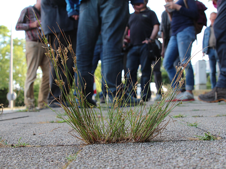 Juncus tenuis