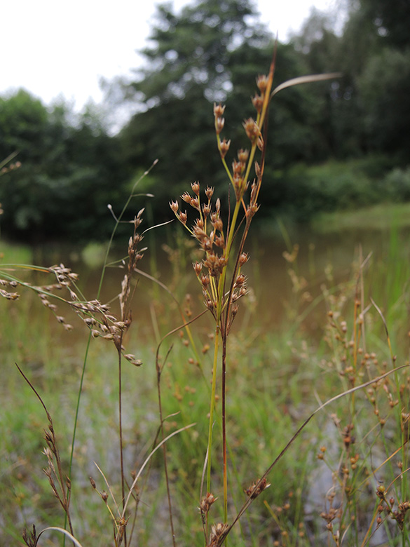 Juncus tenuis