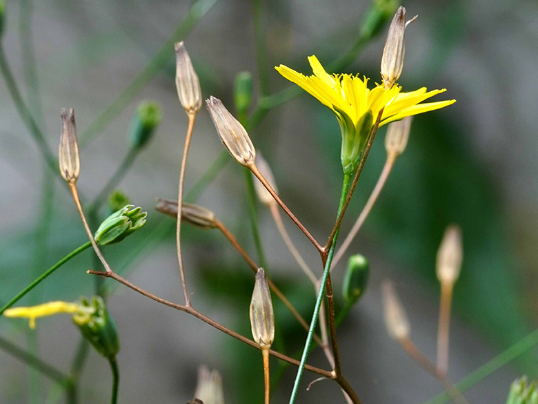 Lapsana communis intermedia
