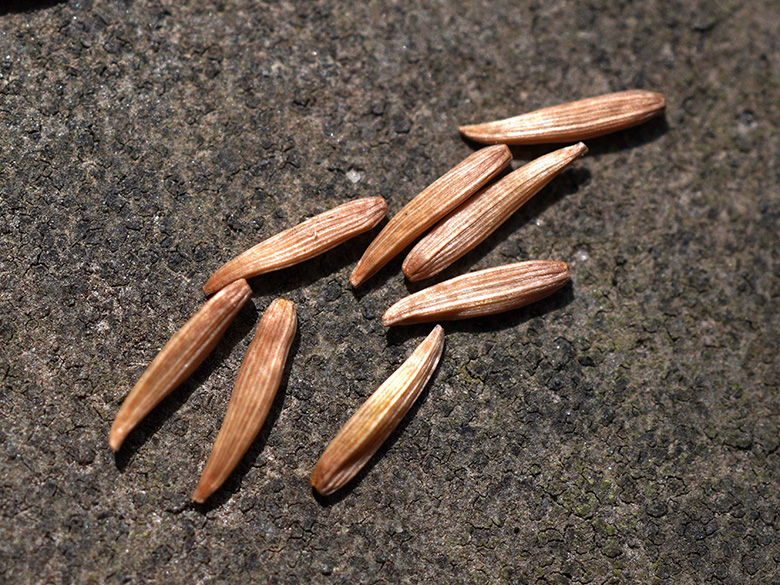 Lapsana communis intermedia