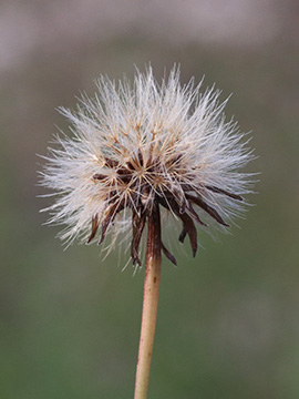 Leontodon saxatilis