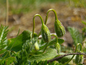 Leontodon saxatilis