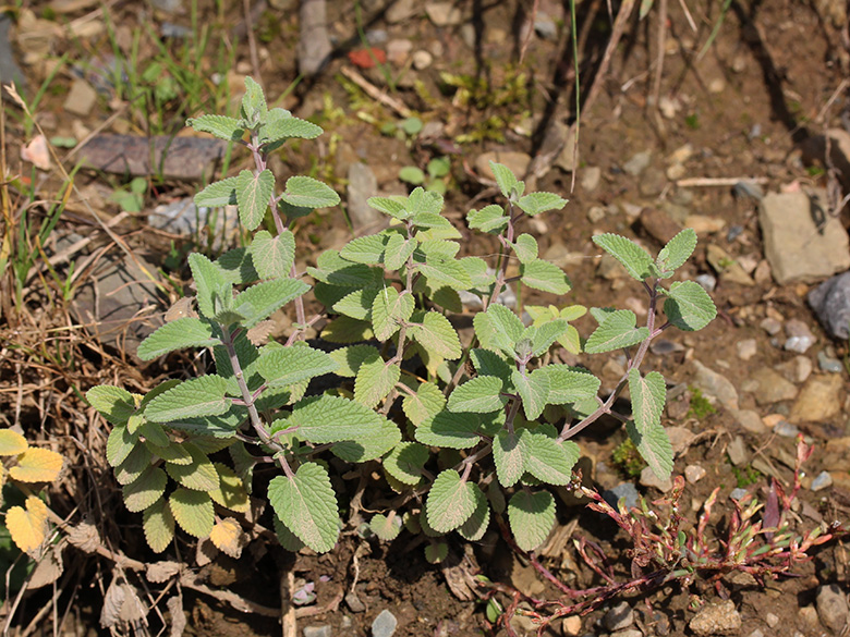 Nepeta faassenii