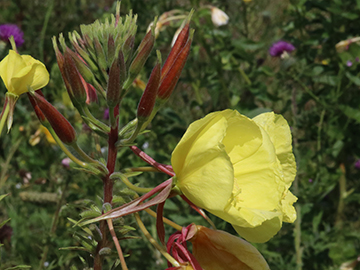 Oenothera glazioviana rubricalyx