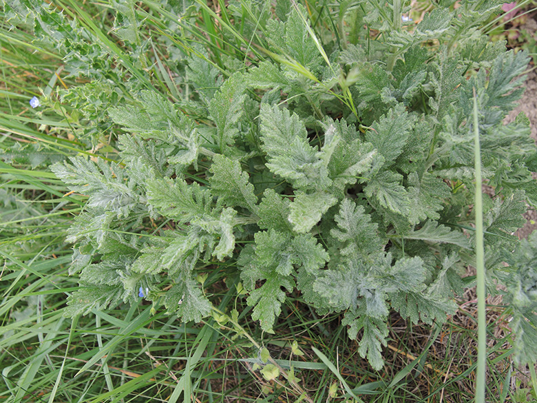 Senecio erucifolius