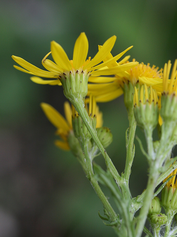 Senecio jacobaea