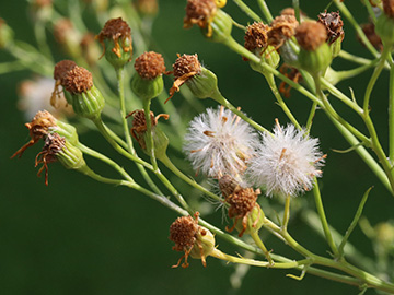 Senecio jacobaea