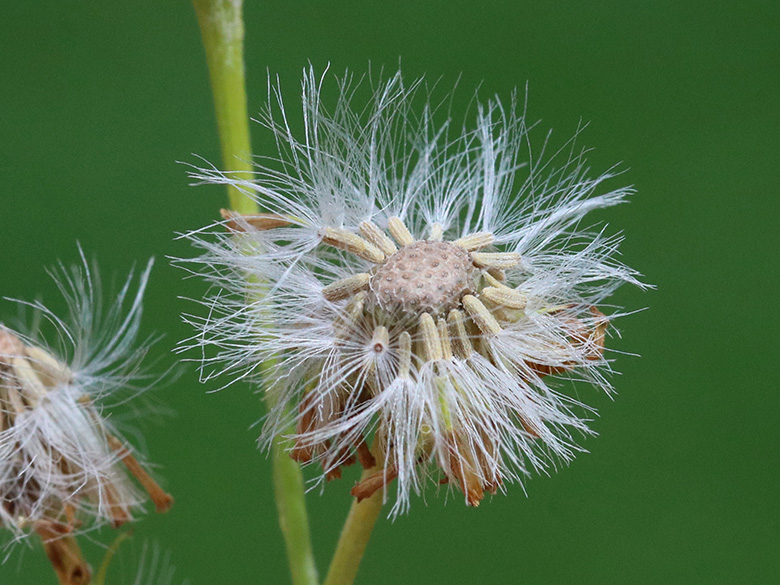 Senecio jacobaea