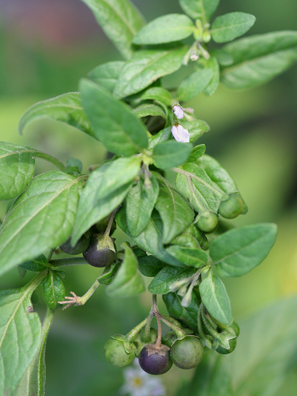 Solanum chenopodioides