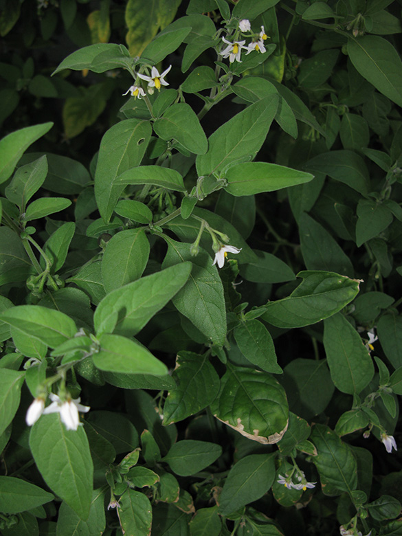 Solanum chenopodioides