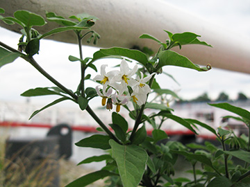 Solanum chenopodioides