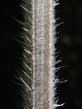 Solanum decipiens