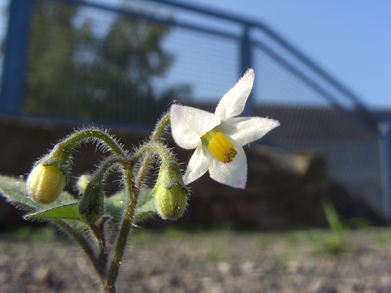 Solanum decipiens