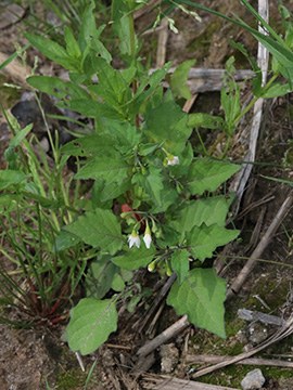 Solanum nigrum nigrum