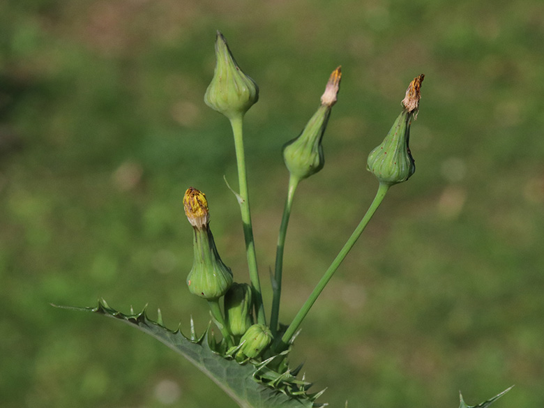 Sonchus asper