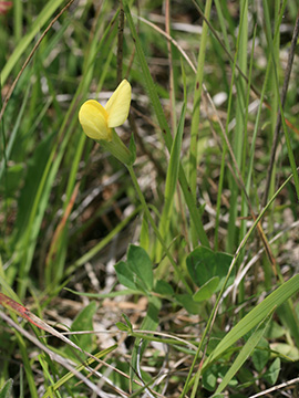Lotus maritimus