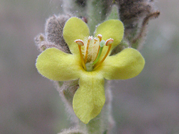 Verbascum thapsus