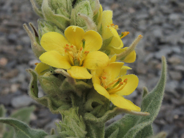 Verbascum thapsus