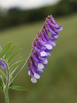 Vicia villosa