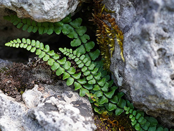 Asplenium trichomanes hastatum