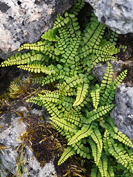 Asplenium trichomanes hastatum
