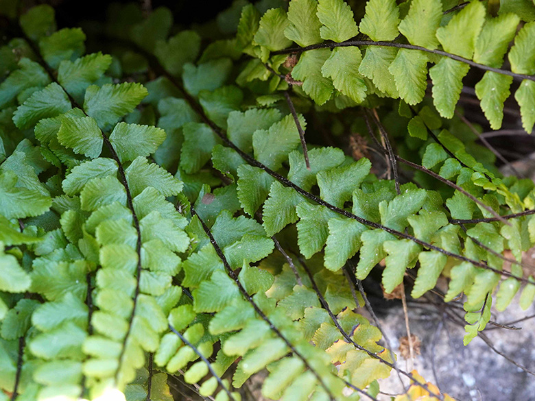 Asplenium trichomanes hastatum