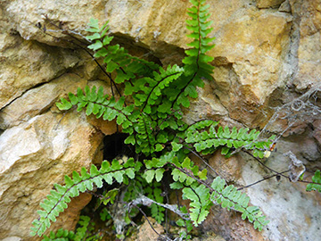 Asplenium trichomanes pachyrachis