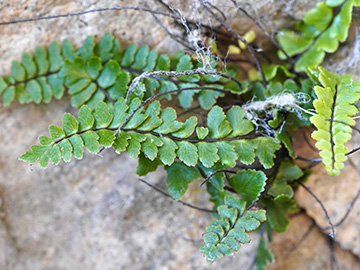 Asplenium trichomanes pachyrachis