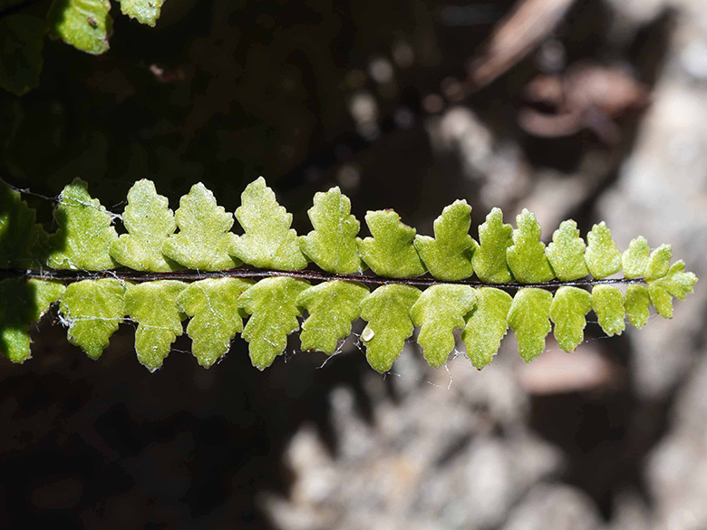 Asplenium trichomanes pachyrachis