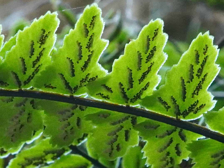 Asplenium trichomanes pachyrachis