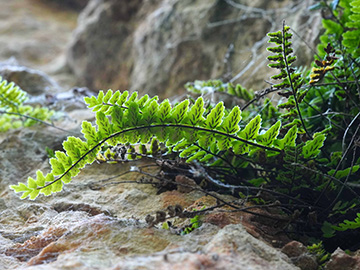 Asplenium trichomanes pachyrachis