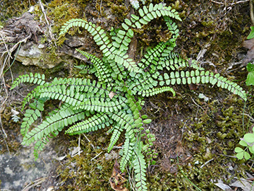 Asplenium trichomanes staufferi