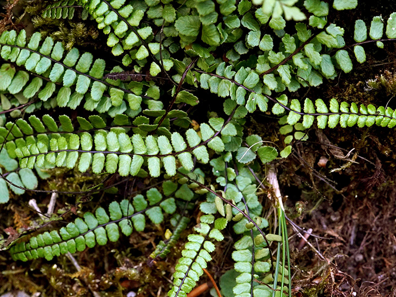 Asplenium trichomanes staufferi