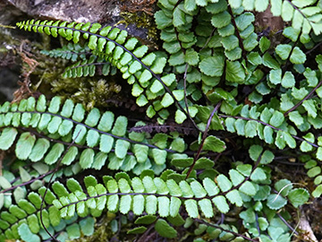 Asplenium trichomanes staufferi