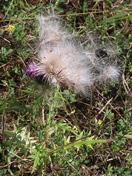 Cirsium vulgare