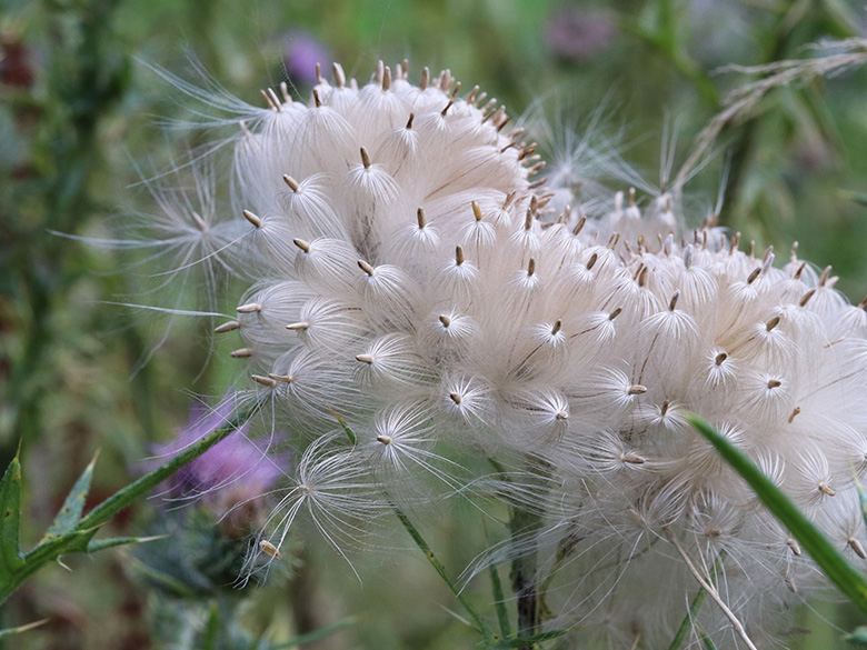 Cirsium vulgare