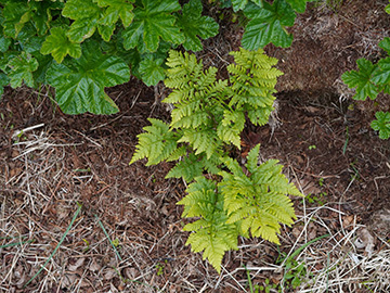 Dryopteris expansa